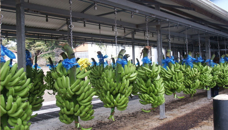 Cameroun – Exportation Le Cameroun enregistre une baisse des exportations de plus de 2000 tonnes de bananes en Janvier 2019
