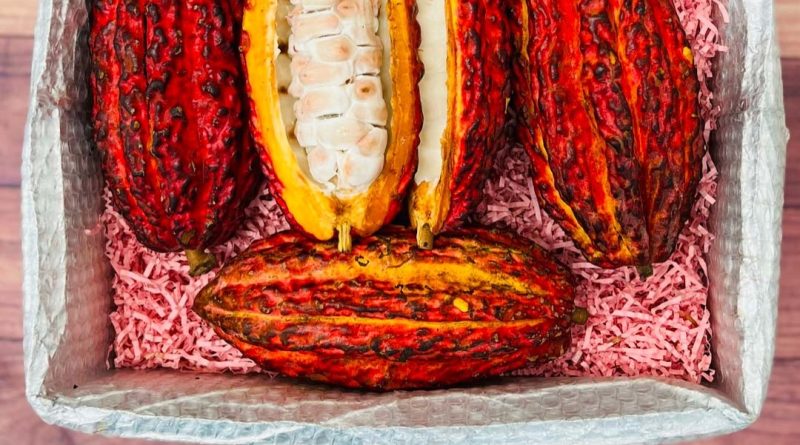 Cameroun:Sud : les autorités sifflent la fin de la récréation dans la commercialisation du cacao