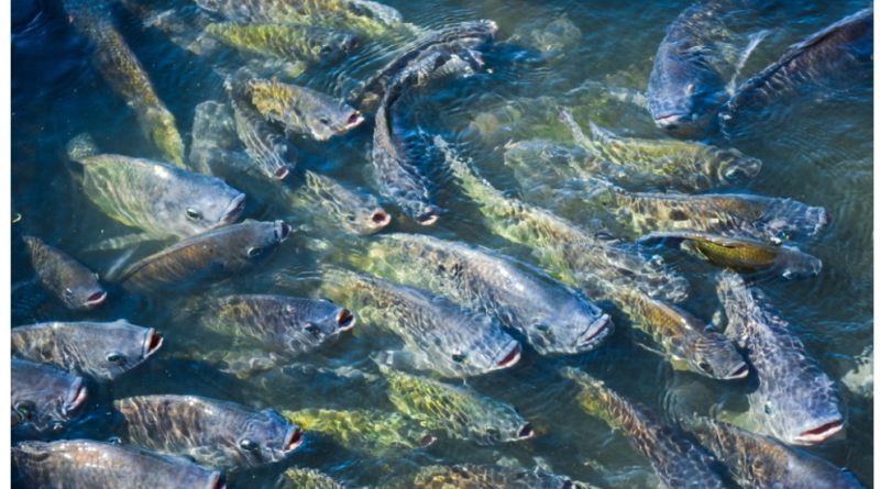 Togo:Lofty Farm le Roi du tilapia bio et Chantre du Made in Togo 