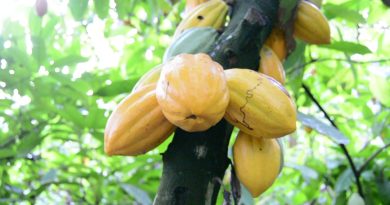 🌍🇨🇲 Cameroun : le WWF promeut le biochar pour révolutionner la cacaoculture