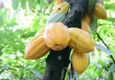 🌍🇨🇲 Cameroun : le WWF promeut le biochar pour révolutionner la cacaoculture